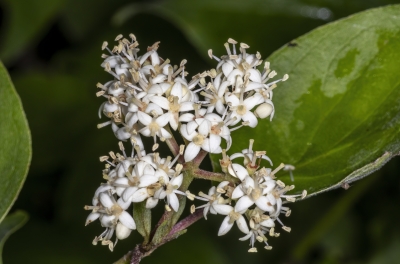 Gray Dogwood May 2025